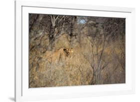 A Lioness, Panthera Leo, Walking Through Tall Grass under Trees at Sunrise-Alex Saberi-Framed Photographic Print