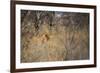 A Lioness, Panthera Leo, Walking Through Tall Grass under Trees at Sunrise-Alex Saberi-Framed Photographic Print