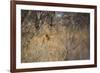 A Lioness, Panthera Leo, Walking Through Tall Grass under Trees at Sunrise-Alex Saberi-Framed Photographic Print