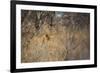 A Lioness, Panthera Leo, Walking Through Tall Grass under Trees at Sunrise-Alex Saberi-Framed Photographic Print