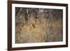 A Lioness, Panthera Leo, Walking Through Tall Grass under Trees at Sunrise-Alex Saberi-Framed Photographic Print