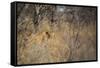 A Lioness, Panthera Leo, Walking Through Tall Grass under Trees at Sunrise-Alex Saberi-Framed Stretched Canvas