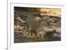 A lioness (Panthera leo) walking with its cubs, Botswana, Africa-Sergio Pitamitz-Framed Photographic Print