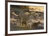 A lioness (Panthera leo) walking with its cubs, Botswana, Africa-Sergio Pitamitz-Framed Photographic Print