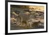 A lioness (Panthera leo) walking with its cubs, Botswana, Africa-Sergio Pitamitz-Framed Photographic Print