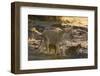 A lioness (Panthera leo) walking with its cubs, Botswana, Africa-Sergio Pitamitz-Framed Photographic Print