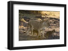 A lioness (Panthera leo) walking with its cubs, Botswana, Africa-Sergio Pitamitz-Framed Photographic Print