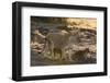 A lioness (Panthera leo) walking with its cubs, Botswana, Africa-Sergio Pitamitz-Framed Photographic Print