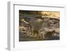 A lioness (Panthera leo) walking with its cubs, Botswana, Africa-Sergio Pitamitz-Framed Photographic Print