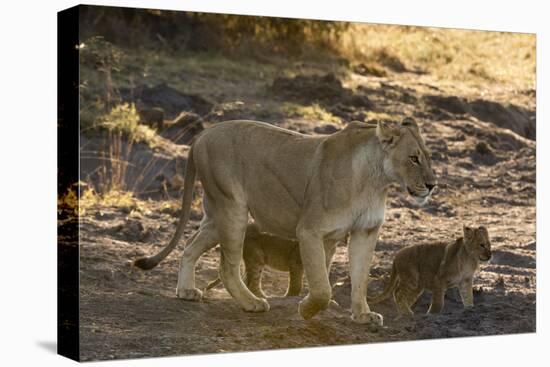 A lioness (Panthera leo) walking with its cubs, Botswana, Africa-Sergio Pitamitz-Stretched Canvas