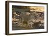 A lioness (Panthera leo) walking with its cubs, Botswana, Africa-Sergio Pitamitz-Framed Photographic Print