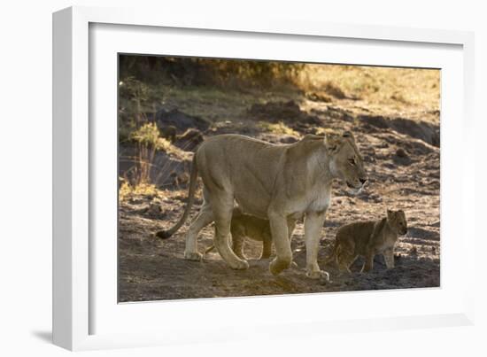 A lioness (Panthera leo) walking with its cubs, Botswana, Africa-Sergio Pitamitz-Framed Photographic Print