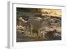 A lioness (Panthera leo) walking with its cubs, Botswana, Africa-Sergio Pitamitz-Framed Photographic Print