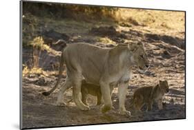 A lioness (Panthera leo) walking with its cubs, Botswana, Africa-Sergio Pitamitz-Mounted Photographic Print