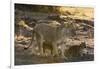 A lioness (Panthera leo) walking with its cubs, Botswana, Africa-Sergio Pitamitz-Framed Photographic Print