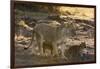 A lioness (Panthera leo) walking with its cubs, Botswana, Africa-Sergio Pitamitz-Framed Photographic Print