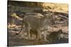 A lioness (Panthera leo) walking with its cubs, Botswana, Africa-Sergio Pitamitz-Stretched Canvas