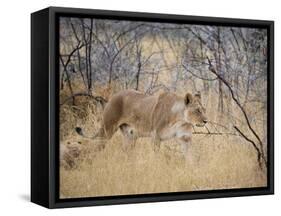 A Lioness, Panthera Leo, Walks Through Long Grass Among Trees-Alex Saberi-Framed Stretched Canvas