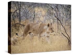 A Lioness, Panthera Leo, Walks Through Long Grass Among Trees-Alex Saberi-Stretched Canvas