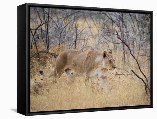 A Lioness, Panthera Leo, Walks Through Long Grass Among Trees-Alex Saberi-Framed Stretched Canvas