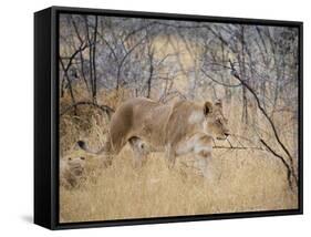 A Lioness, Panthera Leo, Walks Through Long Grass Among Trees-Alex Saberi-Framed Stretched Canvas