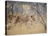 A Lioness, Panthera Leo, Walks Through Long Grass Among Trees-Alex Saberi-Stretched Canvas