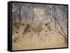 A Lioness, Panthera Leo, Walks Through Long Grass Among Trees-Alex Saberi-Framed Stretched Canvas