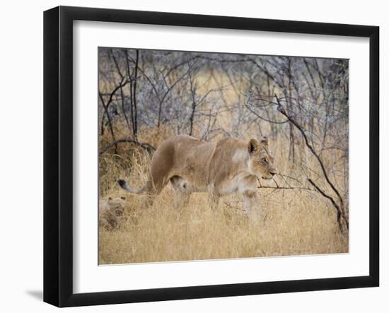 A Lioness, Panthera Leo, Walks Through Long Grass Among Trees-Alex Saberi-Framed Photographic Print