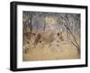 A Lioness, Panthera Leo, Walks Through Long Grass Among Trees-Alex Saberi-Framed Photographic Print