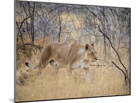 A Lioness, Panthera Leo, Walks Through Long Grass Among Trees-Alex Saberi-Mounted Photographic Print