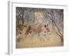 A Lioness, Panthera Leo, Walks Through Long Grass Among Trees-Alex Saberi-Framed Photographic Print