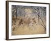 A Lioness, Panthera Leo, Walks Through Long Grass Among Trees-Alex Saberi-Framed Photographic Print