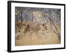 A Lioness, Panthera Leo, Walks Through Long Grass Among Trees-Alex Saberi-Framed Photographic Print