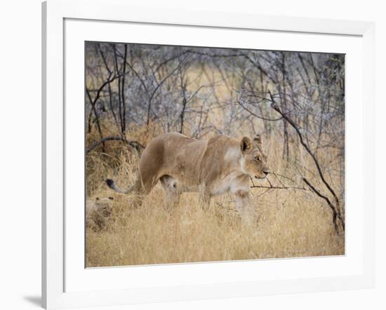 A Lioness, Panthera Leo, Walks Through Long Grass Among Trees-Alex Saberi-Framed Photographic Print