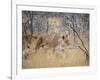 A Lioness, Panthera Leo, Walks Through Long Grass Among Trees-Alex Saberi-Framed Photographic Print