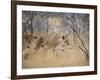 A Lioness, Panthera Leo, Walks Through Long Grass Among Trees-Alex Saberi-Framed Photographic Print