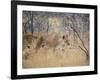 A Lioness, Panthera Leo, Walks Through Long Grass Among Trees-Alex Saberi-Framed Photographic Print