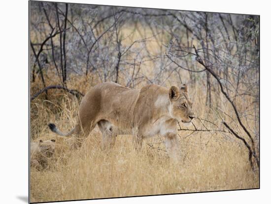 A Lioness, Panthera Leo, Walks Through Long Grass Among Trees-Alex Saberi-Mounted Photographic Print