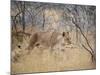 A Lioness, Panthera Leo, Walks Through Long Grass Among Trees-Alex Saberi-Mounted Photographic Print