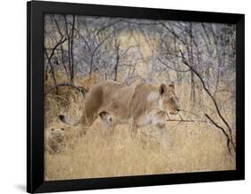 A Lioness, Panthera Leo, Walks Through Long Grass Among Trees-Alex Saberi-Framed Photographic Print