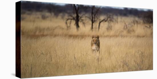 A Lioness, Panthera Leo, Walks Through Long Grasses-Alex Saberi-Stretched Canvas