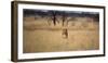 A Lioness, Panthera Leo, Walks Through Long Grasses-Alex Saberi-Framed Photographic Print