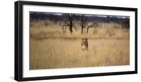 A Lioness, Panthera Leo, Walks Through Long Grasses-Alex Saberi-Framed Photographic Print