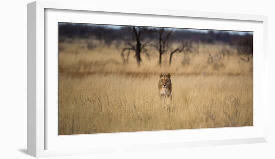 A Lioness, Panthera Leo, Walks Through Long Grasses-Alex Saberi-Framed Photographic Print