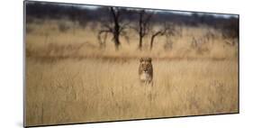 A Lioness, Panthera Leo, Walks Through Long Grasses-Alex Saberi-Mounted Photographic Print