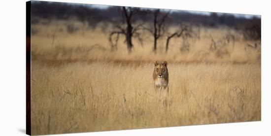 A Lioness, Panthera Leo, Walks Through Long Grasses-Alex Saberi-Stretched Canvas