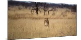 A Lioness, Panthera Leo, Walks Through Long Grasses-Alex Saberi-Mounted Photographic Print