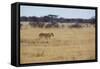 A Lioness, Panthera Leo, Walks Through the Park in Namibia-Alex Saberi-Framed Stretched Canvas