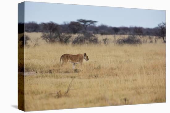 A Lioness, Panthera Leo, Walks Through the Park in Namibia-Alex Saberi-Stretched Canvas