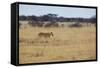 A Lioness, Panthera Leo, Walks Through the Park in Namibia-Alex Saberi-Framed Stretched Canvas